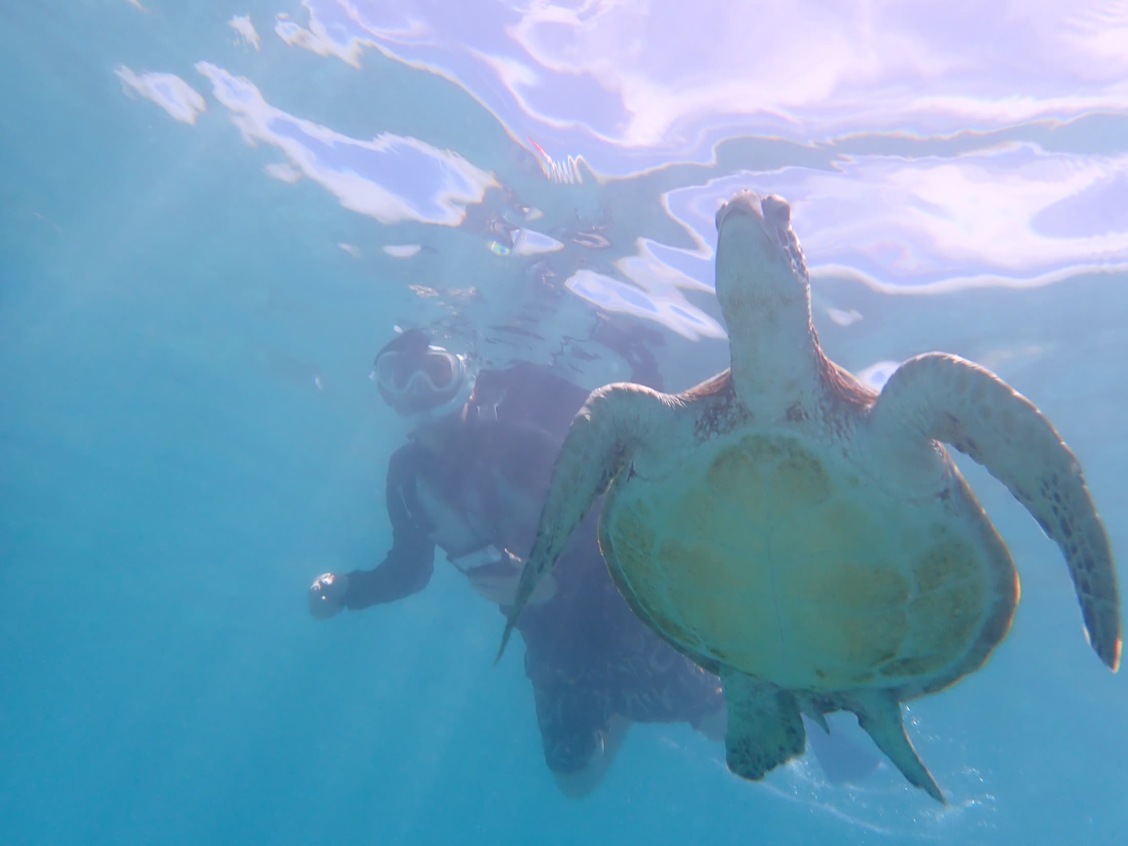 ウミガメと泳ぐシュノーケリング